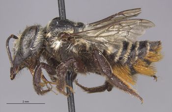 Media type: image;   Entomology 16201 Aspect: habitus lateral view